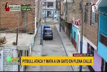 Video muestra cómo un pitbull ataca y mata a un gato en plena calle en Huaura