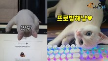 집사 게임 방해가 제일 쉬웠던 '장꾸' 야옹이:프로방해러