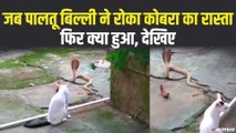 घरवालों की जान बचाने के लिए कोबरा सांप के रास्ते में आई पालतू बिल्ली | Cat vs Cobra