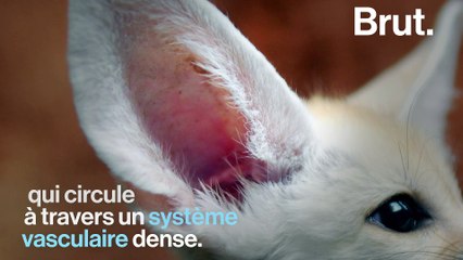 Le fennec, plus petit canidé au monde