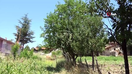 Bu tarladaki meyve ve sebzeler herkese bedava