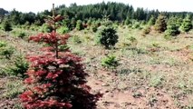 Extreme heat roasts Christmas trees in Oregon