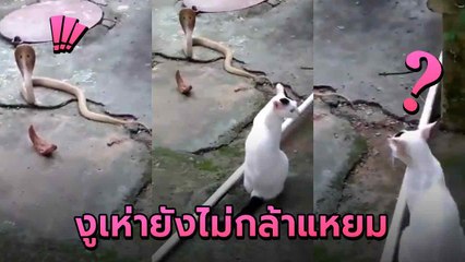 มนุษย์จงบูชาเรา ! เปิดนาทีเหมียวฮีโร่เจองูเห่า นั่งเฝ้า 2 ชั่วโมง ไม่ให้เข้าบ้าน