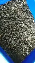 Modalnya Cuma Bikin Rak Kotak Kayu, Budidaya Magot ‘Lalat Tentara Hitam’ Cukup Menjanjikan