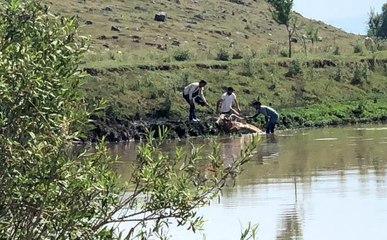 Kars'ta bataklığa saplanan ineği vatandaşlar kurtardı