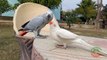 03.Indian Ringneck Parrot In Love With African Grey Parrot compredd