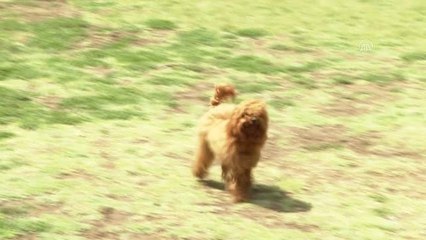 Tatil sezonunun açılması evcil hayvan otellerini doldurdu