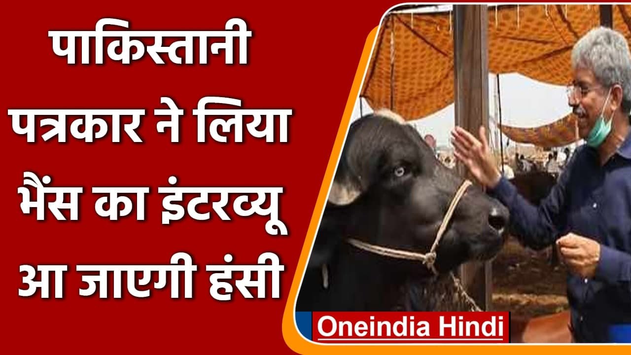 Viral News: Pakistani journalist ने Eid पर लिया भैंस का अनोखा Interview । वनइंडिया हिंदी