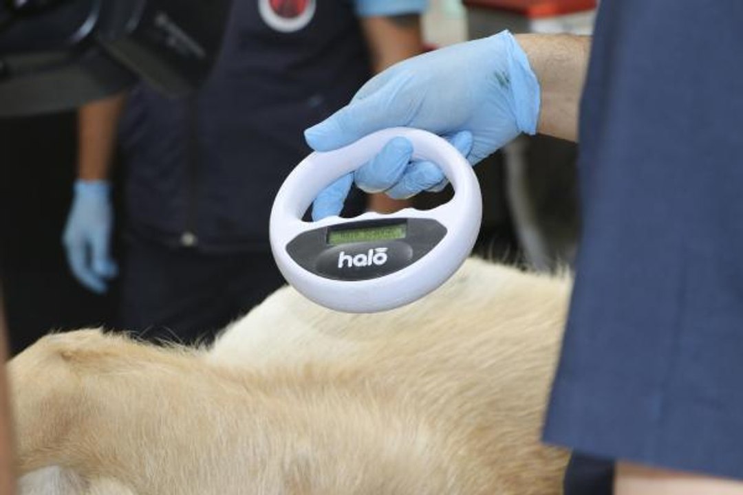 Sincan'da 8 ayda 1543 sokak köpeği kısırlaştırıldı