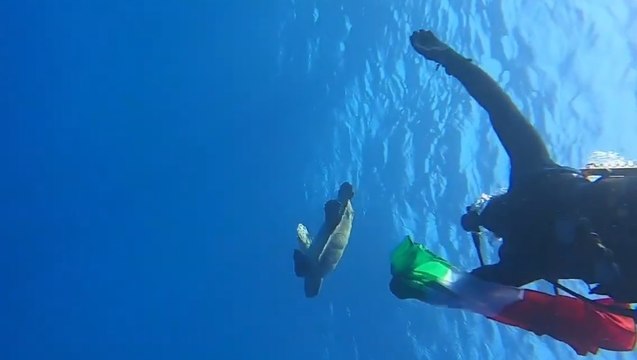 Tartaruga Caretta Caretta rilasciata in mare al largo di Palmarola (23.07.21)