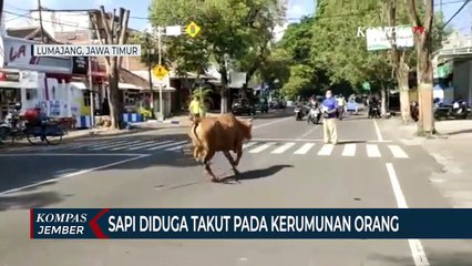 Sapi Lepas ke Jalan Raya Saat Akan Disembelih, Warga Panik dan Ketakutan