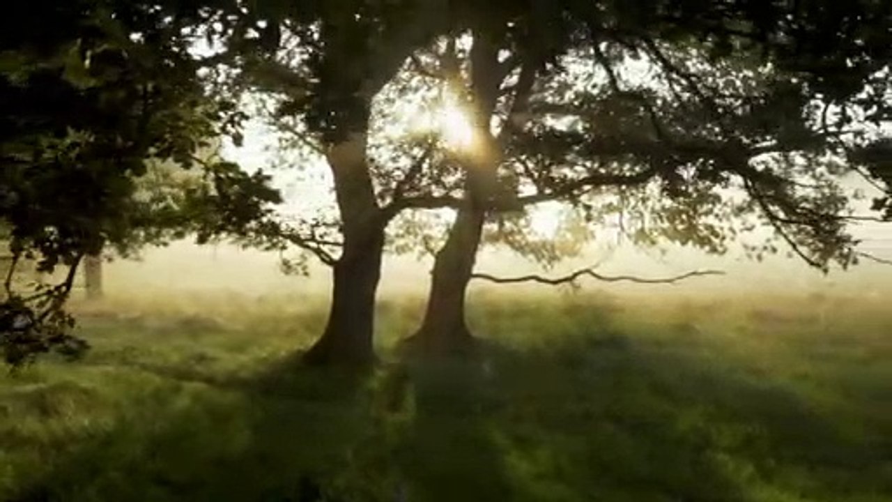 Morning nature relaxing music for mind fresh