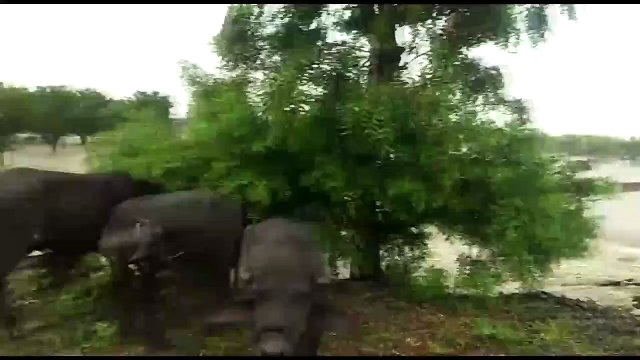 झालावाड़ जिले में मूसलाधार बारिश, चवली नदी उफान पर कई गांवों का सम्पर्क कटा