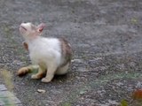 Katzenjammer bei Olympia: Streuner suchen neues Zuhause