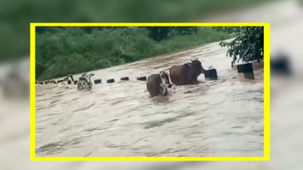 ಹಳ್ಳದಲ್ಲಿ ಸಿಲುಕಿಕೊಂಡ ಯುವಕ: ಹರಿಯುವ ನೀರಿನ ಮಧ್ಯೆ ಕಾಪಾಡಿದ್ದು ಹೇಗೆ  | Oneindia Kannada