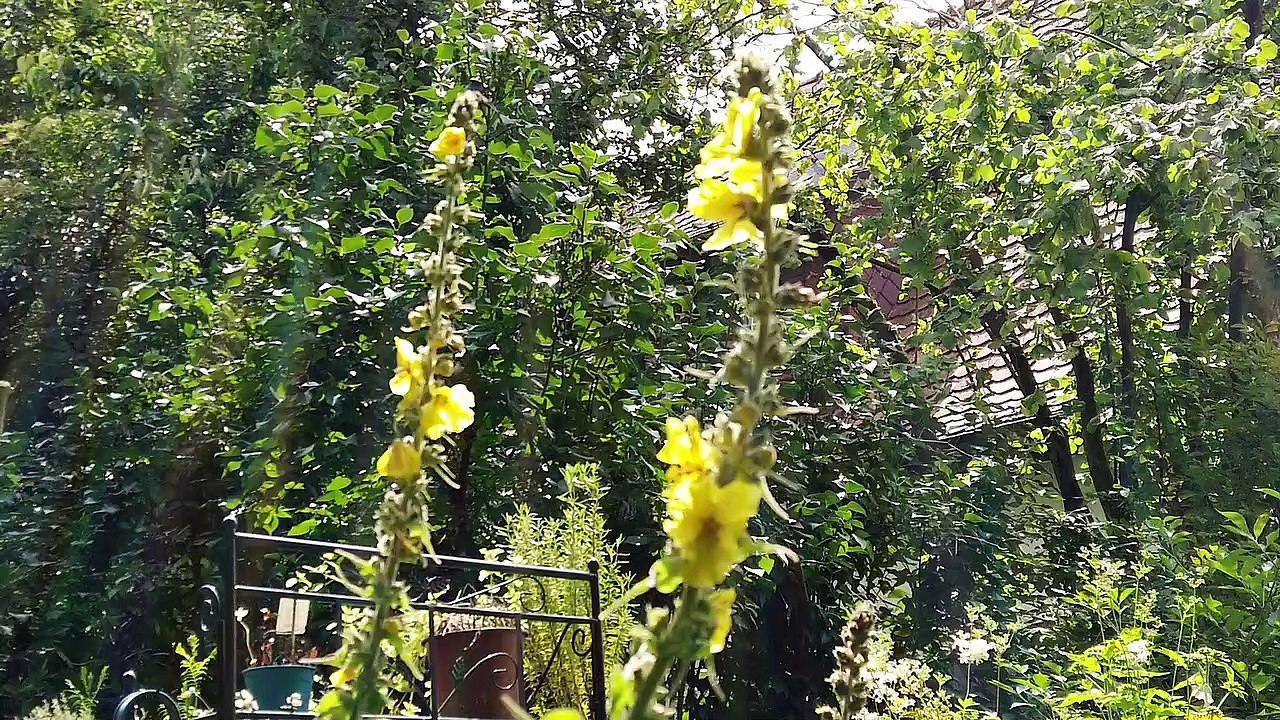 Ein unorthodoxer deutscher Garten / An unorthodox german Garden