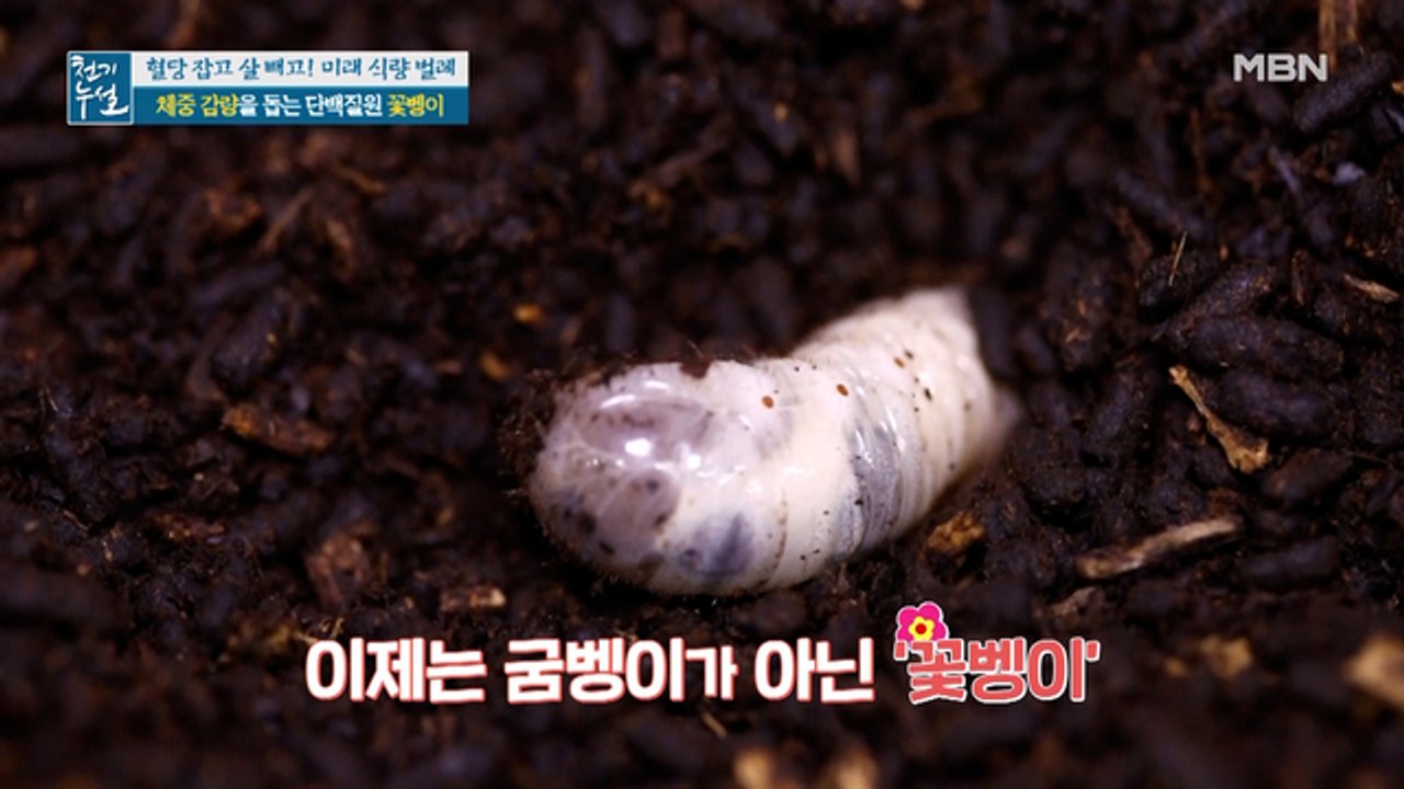 체중 감량 돕는 단백질원! 미래 식량 '꽃벵이'