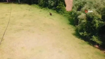 Kesilmekten son anda kurtuldu, droneden kaçamadı