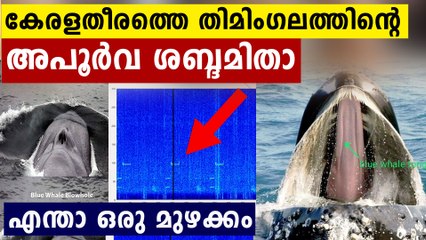 നീലത്തിമിംഗലത്തിനെ അപൂർവ ശബ്ദം ദാ കേട്ടോളു..ഹോ ഭീകരം തന്നെ