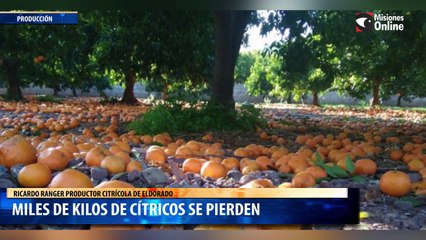 Ricardo Ranger productor citrícola de Eldorado