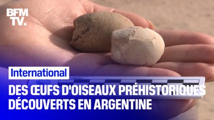 Des œufs fossilisés d'oiseaux préhistoriques ont été découverts en Argentine