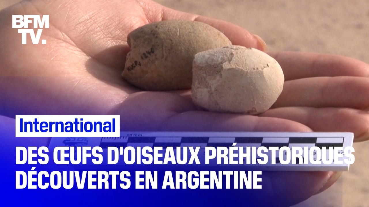 Des œufs fossilisés d'oiseaux préhistoriques ont été découverts en Argentine