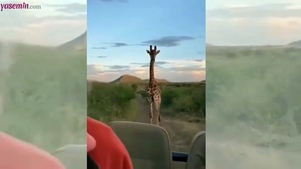 Aksiyon filmlerinden bir sahne gibi! Belgesel ekibini kovalayan zürafa...