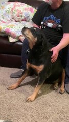 Pampered Pup Gets a Massage