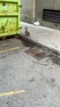 Ducklings Rescued from Sewer Drain