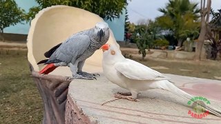 03.Indian Ringneck Parrot In Love With African Grey Parrot compredd
