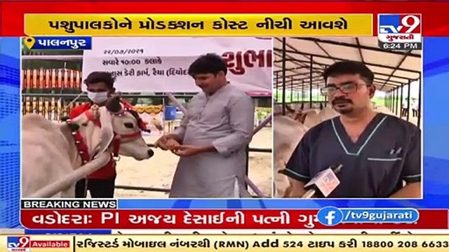 Banas Dairy begins artificial insemination of Kankrej cows with experts from NDDB, Banaskantha TV9