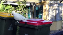 شاهد: كيف تعلمت طيور الكوكاتو فتح حاويات القمامة لتتغذى على محتوياتها؟