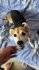 Dog's Growl Sounds Like Song