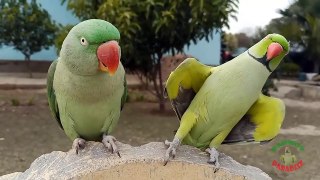 01.Amazing Dancing Indian Parrot compressed