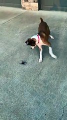 Fake Spider Bamboozles Boxer