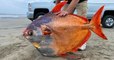 Aux États-Unis, un poisson d'une couleur et d'une taille impressionnantes s'est échoué sur une plage