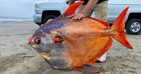 Aux États-Unis, un poisson d'une couleur et d'une taille impressionnantes s'est échoué sur une plage
