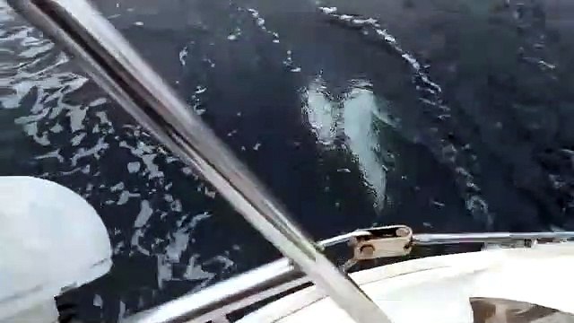 Une orque joue avec un voilier à l'Ouest de la France à Royan