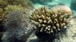 Grande barriera corallina, evitato (per ora) il declassamento dell'UNESCO