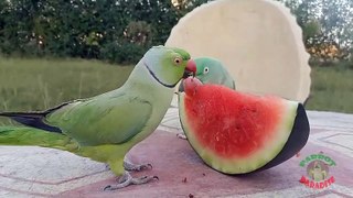 04.Indian Ringneck and Alexandrine Parrot Love Watermelon compressed