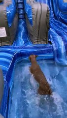 Pup Takes Plunge Down Waterslide