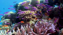 الحاجز المرجاني العظيم يفلت من قائمة اليونسكو للتراث المهدد