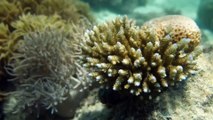 Naturschützer geschockt: Great Barrier Reef kein 