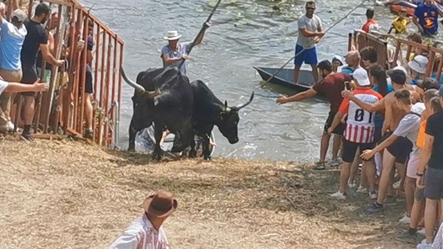 fête de Gallician : gaze manades Du Gardon et Des Olivers