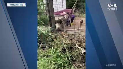 Sele Teslim Olan Arhavi'de Barınaktaki Hayvanlar Kurtarıldı