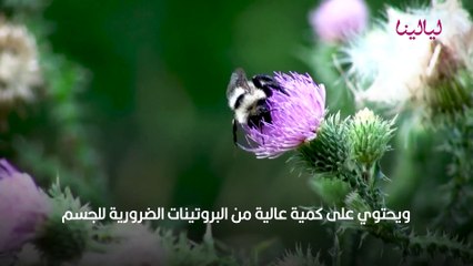 أفضل أنواع العسل الملكي