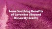 Some Soothing Benefits of Lavender (Beyond Its Lovely Scent)