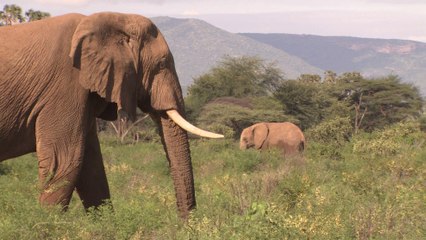 La interminable lucha del hombre y algunos animales por un lugar en el planeta