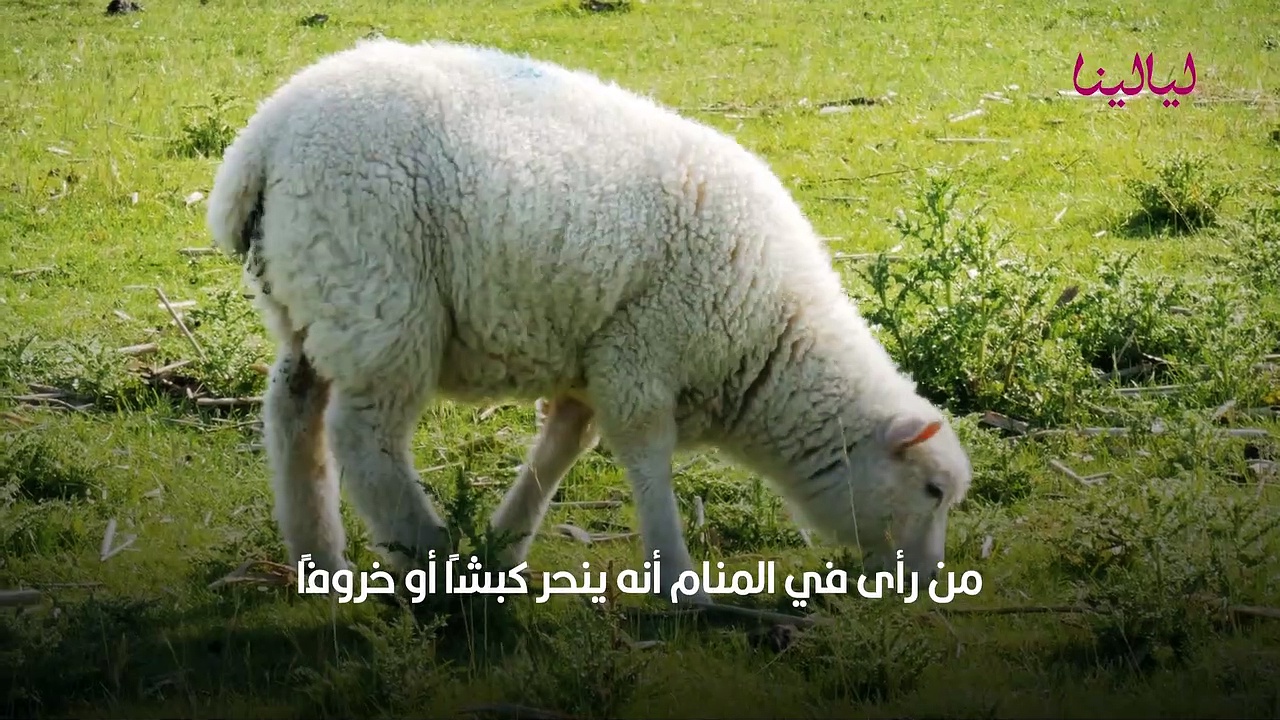 ذبح الخروف في المنام ليالينا