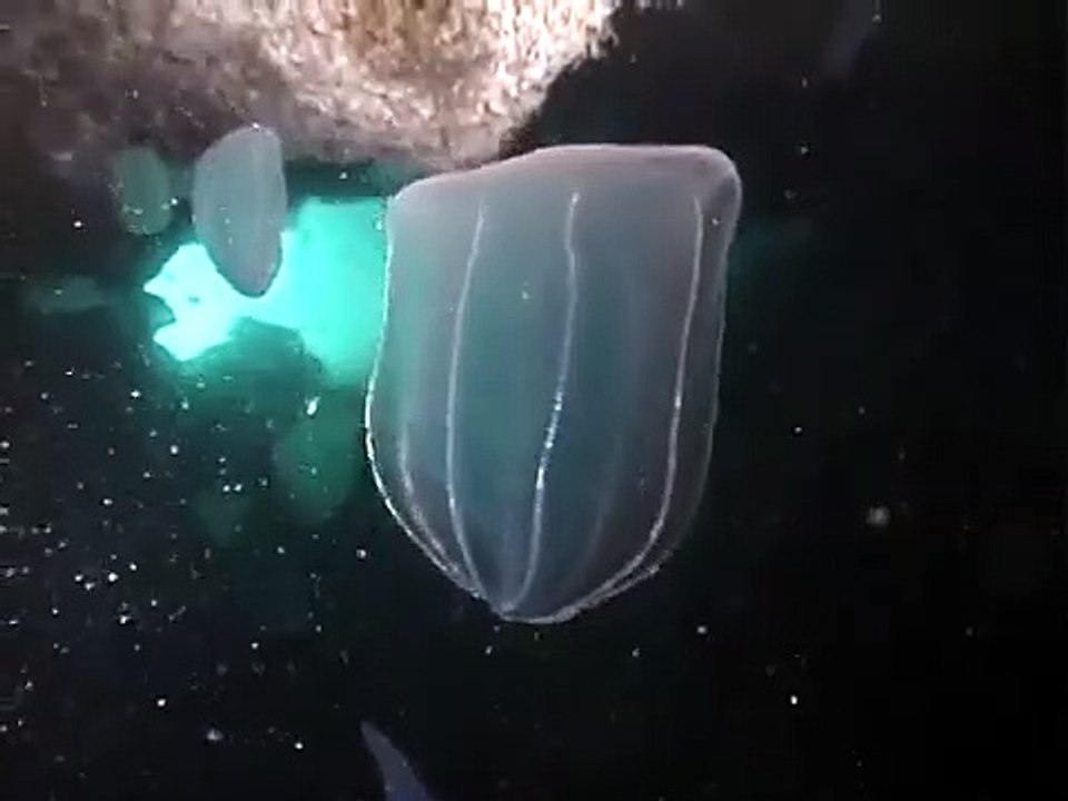 © Фауна Чёрного моря. Гребневик (Beroe ovata) ...